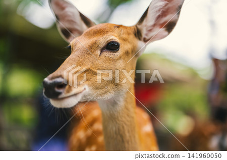 close-up portrait of spotted deer close-up portrait of spotted deer 141960050