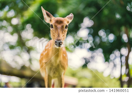spotted deer looking directly at the camera in park spotted deer looking directly at the camera in park 141960051