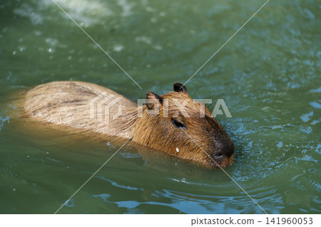 capybara swimming in pond capybara swimming in pond 141960053