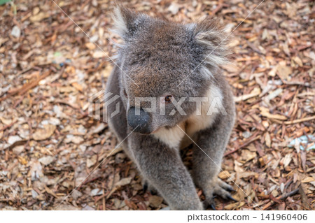 Koala sitting on a bed of dry leaves on Kangaroo Island Koala sitting on a bed of dry leaves on Kangaroo Island 141960406
