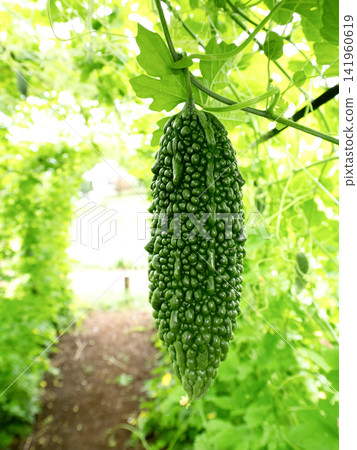 Many bitter melons growing under the trellis Many bitter melons growing under the trellis 141960619