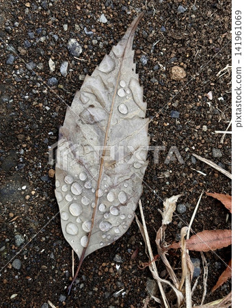 Fallen leaves and raindrops Fallen leaves and raindrops 141961069