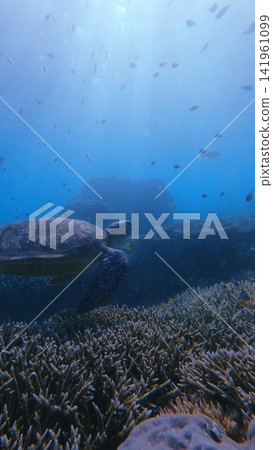 Dark and mystical underwater scene of a green sea turtle (Chelonia mydas) swimming through the depths of the reef with light beams filtering through the water. Dauin, Philippines Dark and mystical underwater scene of a green sea turtle (Chelonia mydas) swimming through the depths of the reef with light beams filtering through the water. Dauin, Philippines 141961099
