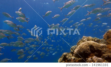 Low angle view of large school of Bigeye trevally (Caranx sexfasciatus) swimming over dense coral mound creating a mesmerizing underwater scene. Dauin, Philippines Low angle view of large school of Bigeye trevally (Caranx sexfasciatus) swimming over dense coral mound creating a mesmerizing underwater scene. Dauin, Philippines 141961101