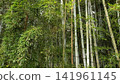 Bamboo shoots 141961145