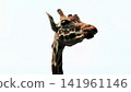 Up of the face of the giraffe 141961146