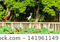 A grey heron perched on a bridge 141961149