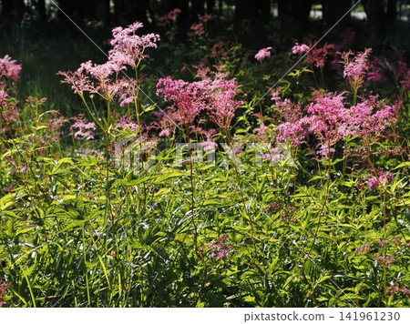 Grasslands covered with Spiraea Grasslands covered with Spiraea 141961230