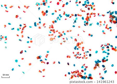 Pine pollen, whole mount, under the light microscope. Pine pollen, translucent bodies, flanked by 2 balloon-like air sacs. Stained. Shot with 10X objective and 2X adapter. Labeled with mm scale. Photo Pine pollen, whole mount, under the light microscope. Pine pollen, translucent bodies, flanked by 2 balloon-like air sacs. Stained. Shot with 10X objective and 2X adapter. Labeled with mm scale. Photo 141961243