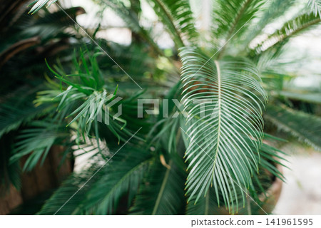 Close-up of lush green cycad palm leaves with delicate feather-like fronds in a tropical greenhouse. Exotic evergreen foliage creates a natural botanical background with soft focus and vibrant texture Close-up of lush green cycad palm leaves with delicate feather-like fronds in a tropical greenhouse. Exotic evergreen foliage creates a natural botanical background with soft focus and vibrant texture 141961595
