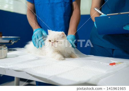 Veterinarians and assistants care for cat, providing health exams, treatments, and medical record updates in a veterinary clinic. Veterinarians and assistants care for cat, providing health exams, treatments, and medical record updates in a veterinary clinic. 141961985