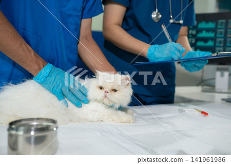 Veterinarians and assistants care for cat, providing health exams, treatments, and medical record updates in a veterinary clinic. Veterinarians and assistants care for cat, providing health exams, treatments, and medical record updates in a veterinary clinic. 141961986