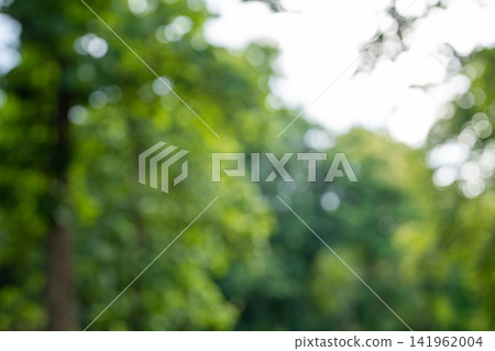 Vibrant green nature background with soft out-of-focus bokeh, lush foliage, natural light. Vibrant green nature background with soft out-of-focus bokeh, lush foliage, natural light. 141962004