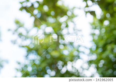 Vibrant green nature background with soft out-of-focus bokeh, lush foliage, natural light. Vibrant green nature background with soft out-of-focus bokeh, lush foliage, natural light. 141962005
