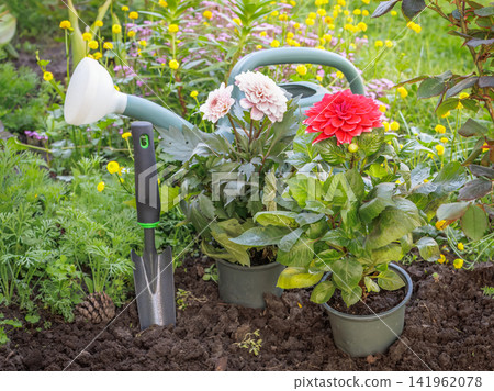 Dahlias in flower pots on the flower bed. Dahlias in flower pots on the flower bed. 141962078