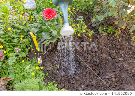Gardener watering a spot in a flowerbed to plant a dahlia. Gardener watering a spot in a flowerbed to plant a dahlia. 141962090