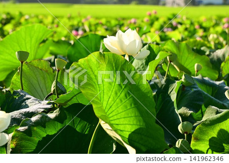盛岡彩虹蓮花園 盛岡彩虹蓮花園 141962346
