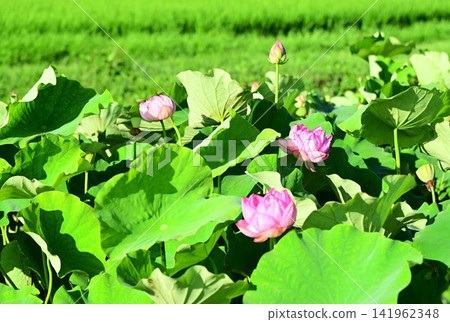 盛岡彩虹蓮花園 141962348