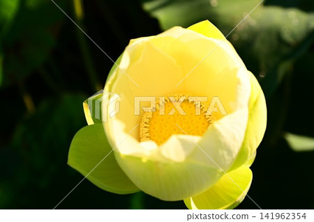 盛岡彩虹蓮花園 141962354