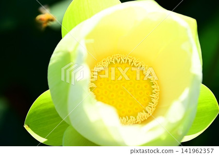 盛岡彩虹蓮花園 盛岡彩虹蓮花園 141962357