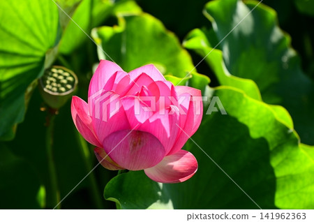 盛岡彩虹蓮花園 盛岡彩虹蓮花園 141962363