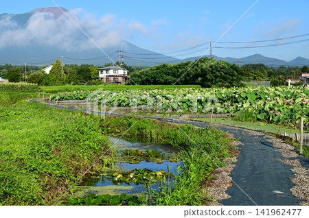 Rainbow Lotus Garden in Morioka Rainbow Lotus Garden in Morioka 141962477