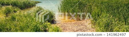 The lake shore is overgrown with sedge. Beautiful wild nature The lake shore is overgrown with sedge. Beautiful wild nature 141962497