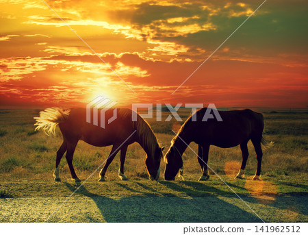 Couple of horses grazing in the meadow at sunset. Rural evening landscape. Twilight time Couple of horses grazing in the meadow at sunset. Rural evening landscape. Twilight time 141962512