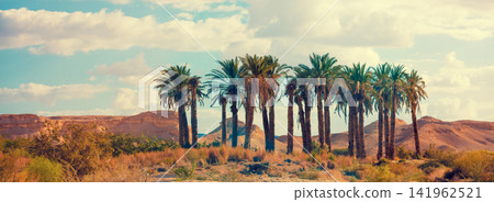 Oasis in a desert. Grove of palm trees in the desert. Wilderness Oasis in a desert. Grove of palm trees in the desert. Wilderness 141962521