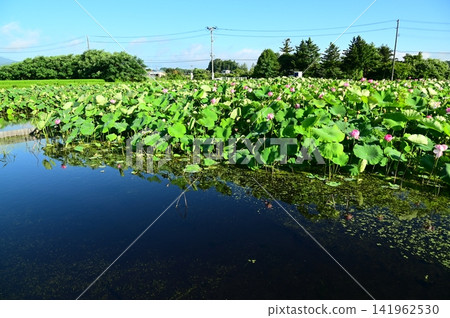 盛岡彩虹蓮花園 141962530