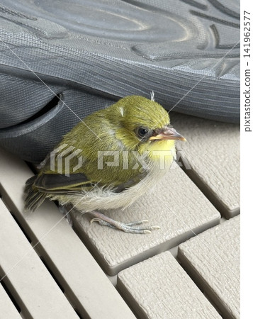 Young birds of Medi Young birds of Medi 141962577