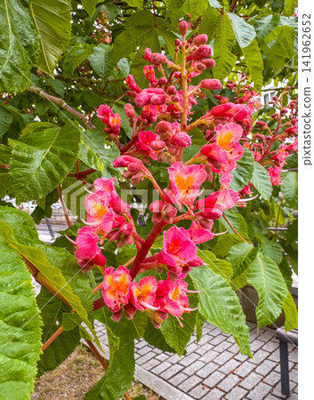 Aesculus carnea, or red horse-chestnut Aesculus carnea, or red horse-chestnut 141962652