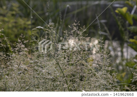 Close up macro view of wild grass seeds covered in tiny morning dew drops. Delicate meadow plants glowing in soft sunlight with a blurred natural background, beautiful peaceful rural summer scenery. Close up macro view of wild grass seeds covered in tiny morning dew drops. Delicate meadow plants glowing in soft sunlight with a blurred natural background, beautiful peaceful rural summer scenery. 141962668