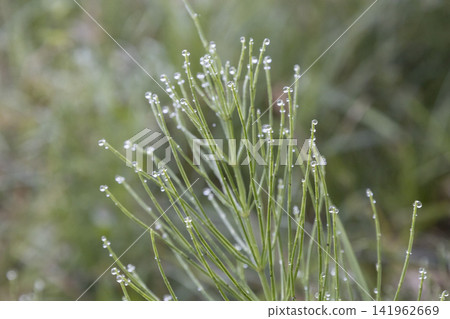 Macro view of horsetail plant stems delicately capped with clear morning dew drops. Vibrant green wild field horsetail wet with water droplets, natural soft blurred background, beautiful close up Macro view of horsetail plant stems delicately capped with clear morning dew drops. Vibrant green wild field horsetail wet with water droplets, natural soft blurred background, beautiful close up 141962669