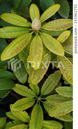 Rhododendron is a beautiful flowering bush plant with lilac flowers in Sweden Rhododendron is a beautiful flowering bush plant with lilac flowers in Sweden 141962755