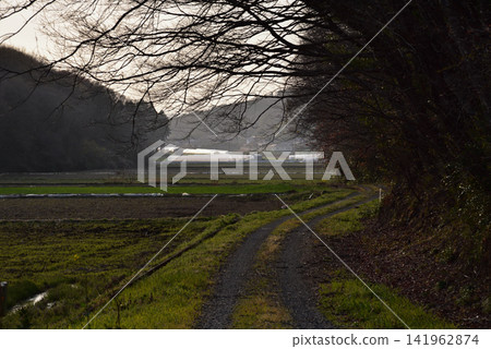 A farm road surrounded by trees and a rural landscape of rolling hills. A farm road surrounded by trees and a rural landscape of rolling hills. 141962874