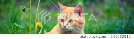 Red cat sitting on the grass 141962912
