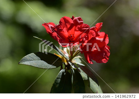 Rhododendron balkan Rhododendron balkan 141962972