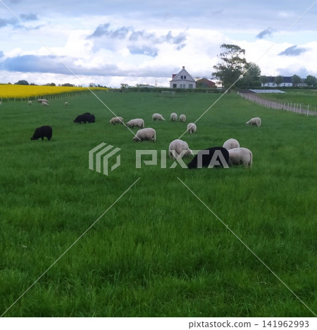 Sheep eat grass and graze on a green field Sheep eat grass and graze on a green field 141962993