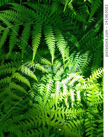 蕨類植物紋理 - 亮綠色葉片 蕨類植物紋理 - 亮綠色葉片 141963083