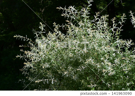 Finley Willow Finley Willow 141963090
