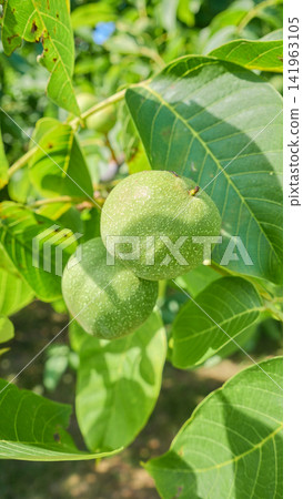 Green walnuts ripening on the tree, selective focus. Green walnuts ripening on the tree, selective focus. 141963105