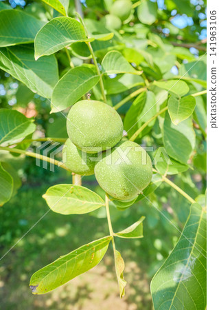 Green walnuts ripening on the tree, selective focus. 141963106