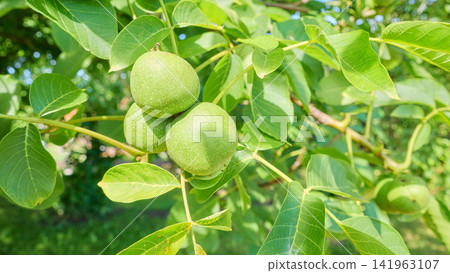 Green walnuts ripening on the tree, selective focus. Green walnuts ripening on the tree, selective focus. 141963107
