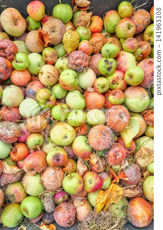 Fallen rotten organic apples collected in an orchard, selective focus. Fallen rotten organic apples collected in an orchard, selective focus. 141963108