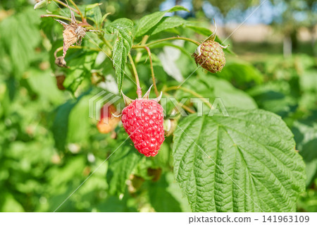 A close up of organic raspberries in the garden, selective focus. A close up of organic raspberries in the garden, selective focus. 141963109