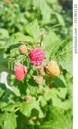 A close up of organic raspberries in the garden, selective focus. A close up of organic raspberries in the garden, selective focus. 141963110