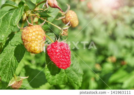 A close up of organic raspberries in the garden, selective focus. 141963111