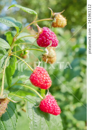 A close up of organic raspberries in the garden, selective focus. A close up of organic raspberries in the garden, selective focus. 141963112