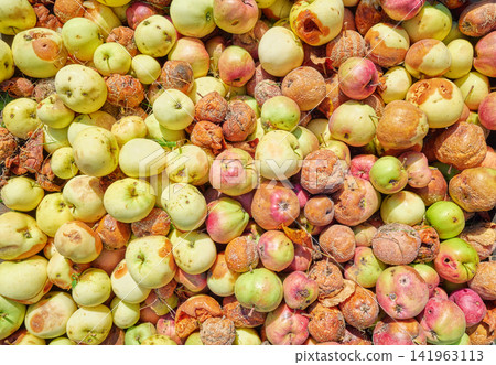 Fallen rotten organic apples collected in an orchard, selective focus. Fallen rotten organic apples collected in an orchard, selective focus. 141963113